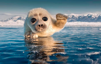 Тур за Байкальским чудом/ в гости к нерпе