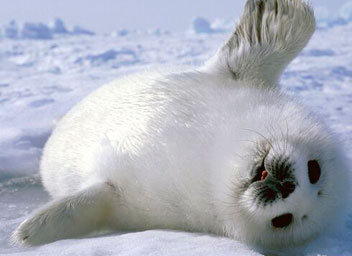 тур за Байкальским чудом/ в гости к нерпе