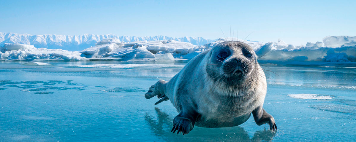Тур за Байкальским чудом/ в гости к нерпе